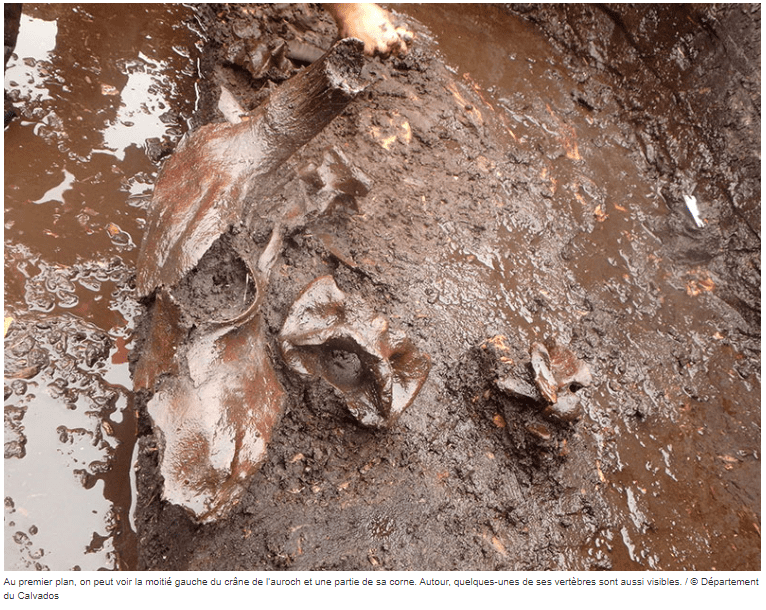 photo d'un auroch trouvé pendant des fouilles archéologique à Vimont