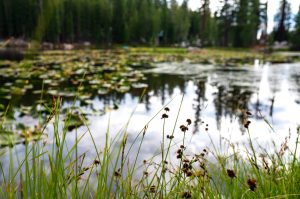 A closeup of the vegetation around a high country lake in California, USA